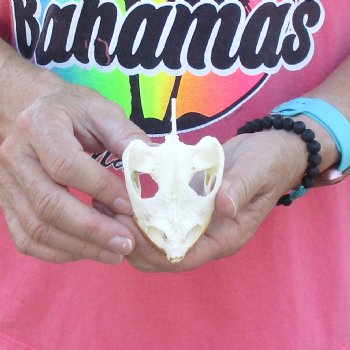3-1/2" Common Snapping Turtle Skull - $42