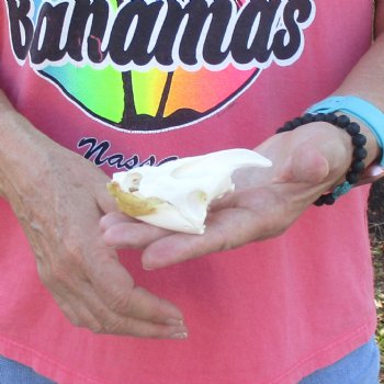 3-1/2" Common Snapping Turtle Skull - $42