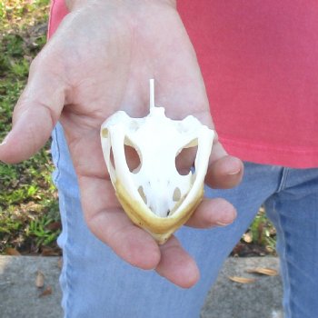 3-1/2" Common Snapping Turtle Skull - $42