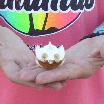 2-3/4" Common Snapping Turtle Skull - $38