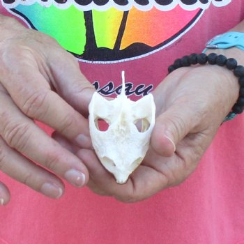 2-3/4" Common Snapping Turtle Skull - $38