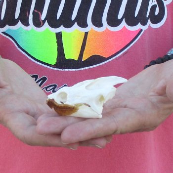 2-3/4" Common Snapping Turtle Skull - $38