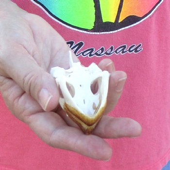 2-3/4" Common Snapping Turtle Skull - $38