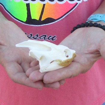 3-1/2" Common Snapping Turtle Skull - $42