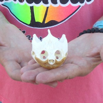 3-1/2" Common Snapping Turtle Skull - $42