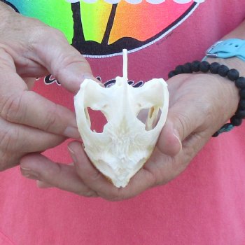 3-1/2" Common Snapping Turtle Skull - $42