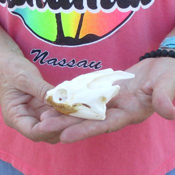 3-1/2" Common Snapping Turtle Skull - $42