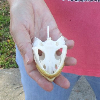 3-1/2" Common Snapping Turtle Skull - $42