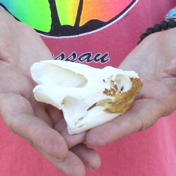 3-1/4" B-Grade Common Snapping Turtle Skull - $36