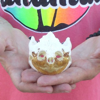 3-1/4" B-Grade Common Snapping Turtle Skull - $36