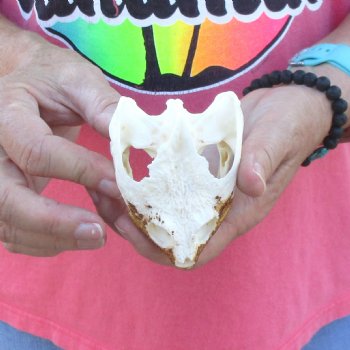 3-1/4" B-Grade Common Snapping Turtle Skull - $36