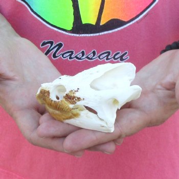 3-1/4" B-Grade Common Snapping Turtle Skull - $36