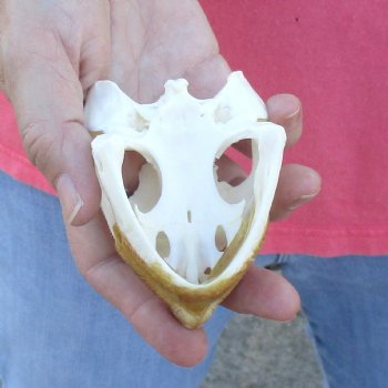 3-1/4" B-Grade Common Snapping Turtle Skull - $36
