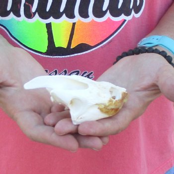 4" Common Snapping Turtle Skull - $49