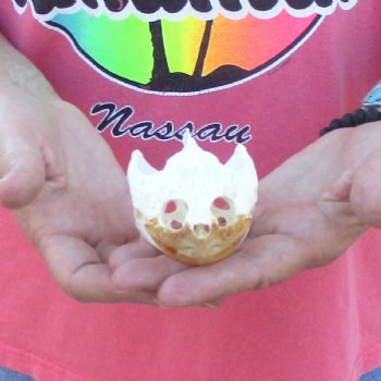 4" Common Snapping Turtle Skull - $49