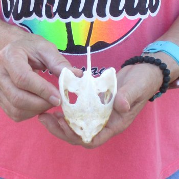 4" Common Snapping Turtle Skull - $49