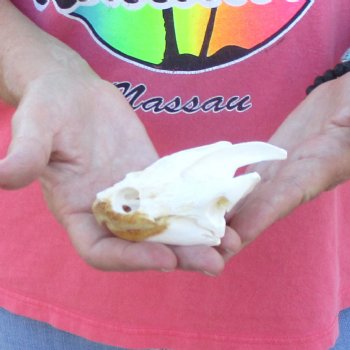 4" Common Snapping Turtle Skull - $49