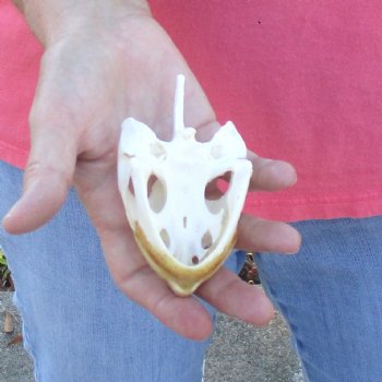 4" Common Snapping Turtle Skull - $49