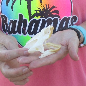 3-1/2" Common Snapping Turtle Skull - $42