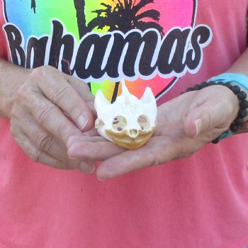 3-1/2" Common Snapping Turtle Skull - $42