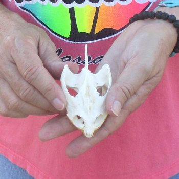 3-1/2" Common Snapping Turtle Skull - $42