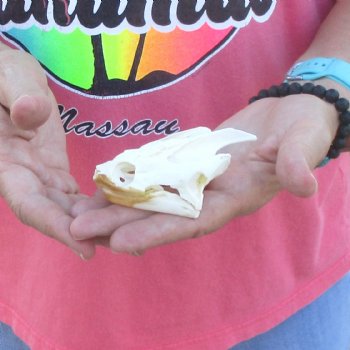 3-1/2" Common Snapping Turtle Skull - $42