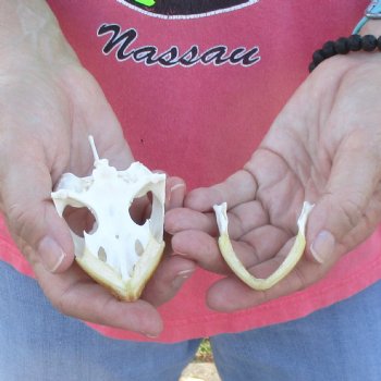 3-1/2" Common Snapping Turtle Skull - $42