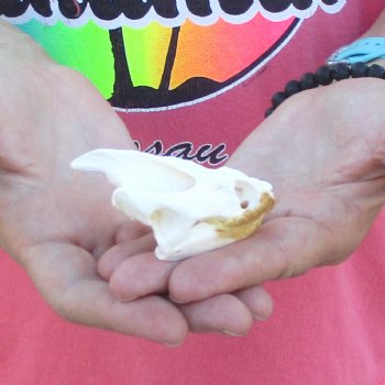 2-3/4" Common Snapping Turtle Skull - $38
