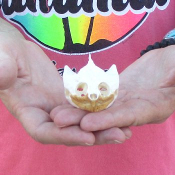 2-3/4" Common Snapping Turtle Skull - $38