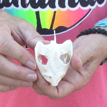 2-3/4" Common Snapping Turtle Skull - $38