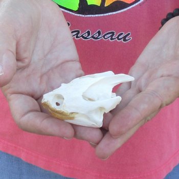 2-3/4" Common Snapping Turtle Skull - $38