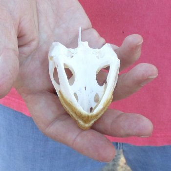 2-3/4" Common Snapping Turtle Skull - $38