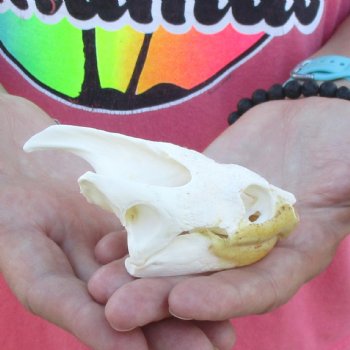 4" Common Snapping Turtle Skull - $49