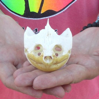 4" Common Snapping Turtle Skull - $49