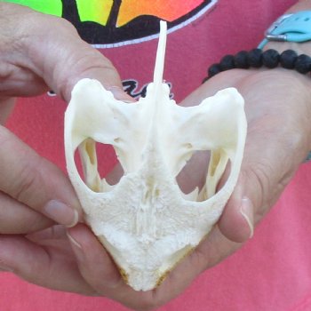 4" Common Snapping Turtle Skull - $49