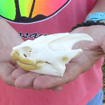 4" Common Snapping Turtle Skull - $49