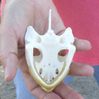 4" Common Snapping Turtle Skull - $49