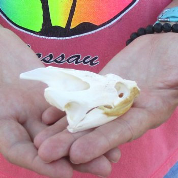 3-1/4" Common Snapping Turtle Skull - $42
