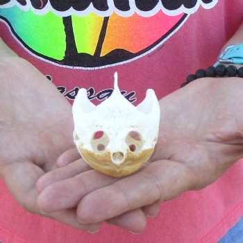 3-1/4" Common Snapping Turtle Skull - $42