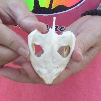 3-1/4" Common Snapping Turtle Skull - $42