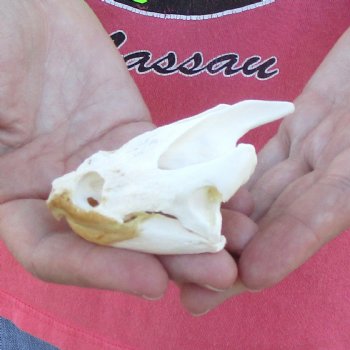 3-1/4" Common Snapping Turtle Skull - $42