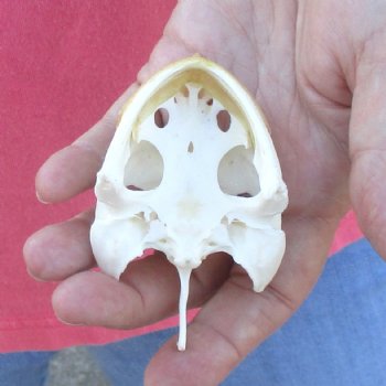 3-1/4" Common Snapping Turtle Skull - $42