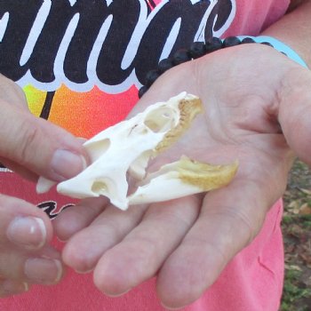 2-3/4" Common Snapping Turtle Skull - $38