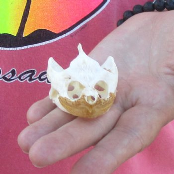 2-3/4" Common Snapping Turtle Skull - $38