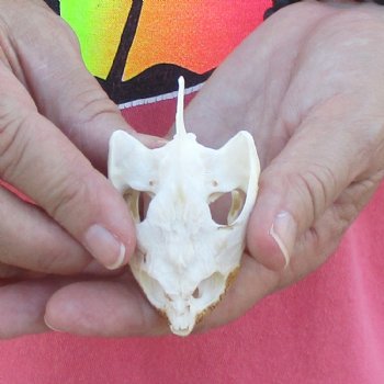 2-3/4" Common Snapping Turtle Skull - $38