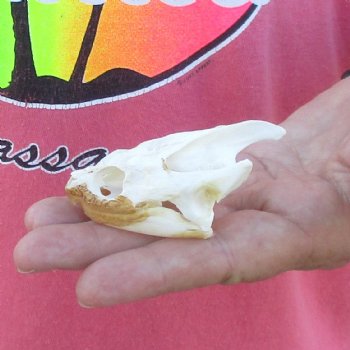 2-3/4" Common Snapping Turtle Skull - $38