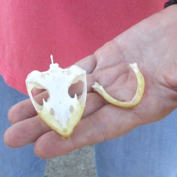 2-3/4" Common Snapping Turtle Skull - $38
