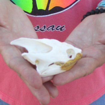 3-1/2" Common Snapping Turtle Skull - $42