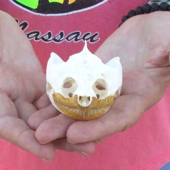 3-1/2" Common Snapping Turtle Skull - $42
