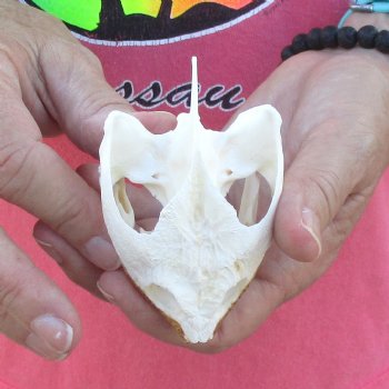 3-1/2" Common Snapping Turtle Skull - $42
